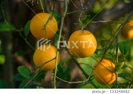 Bright oranges hanging on branches in a sunlit garden during the afternoon 133248082