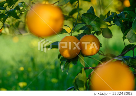 Sunlight filtering through leaves reveals ripe oranges in a vibrant grove during a warm afternoon 133248092