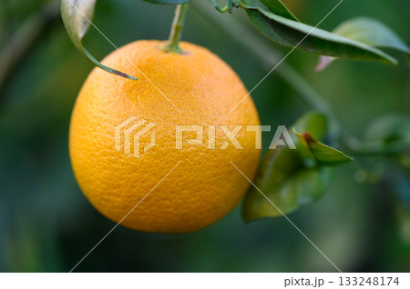 Bright orange fruit hanging from a lush green tree in a sunlit orchard 133248174