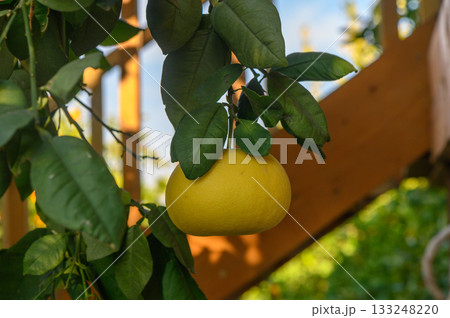 Bright yellow fruit hangs from lush green leaves in a serene garden setting 133248220