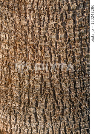 Textured surface of a weathered tree showcasing intricate patterns and natural beauty Textured surface of a weathered tree showcasing intricate patterns and natural beauty 133248296