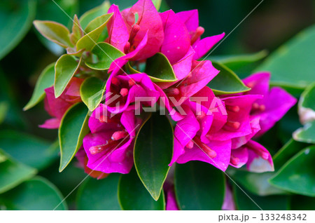 Vibrant bougainvillea blooms adorn a lush green garden in full spring splendor Vibrant bougainvillea blooms adorn a lush green garden in full spring splendor 133248342