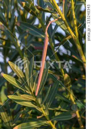 Nature's delicate balance: a slender pod sways gently in the warm afternoon sun 133248343