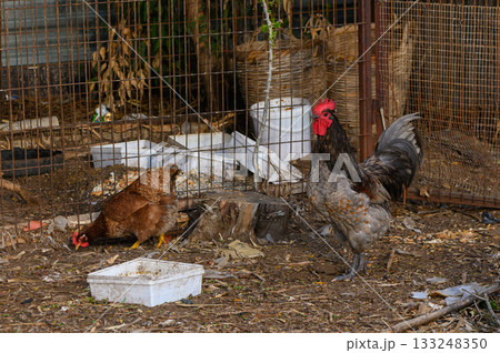 Farmyard life captures busy chickens foraging in a rustic coop during a sunny afternoon 133248350
