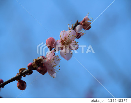 3月に美しく咲いた紅梅 3月に美しく咲いた紅梅 133248375