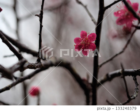 3月に美しく咲いた紅梅 3月に美しく咲いた紅梅 133248379