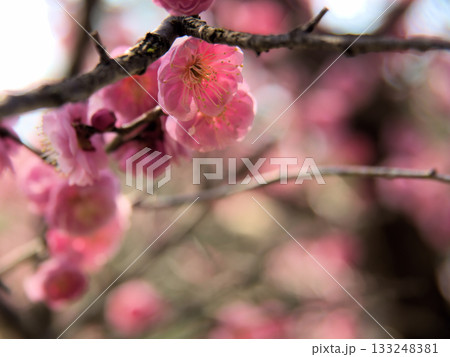 3月に美しく咲いた紅梅 3月に美しく咲いた紅梅 133248381