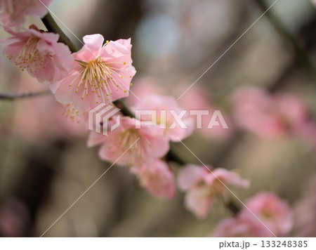 3月に美しく咲いた紅梅 3月に美しく咲いた紅梅 133248385