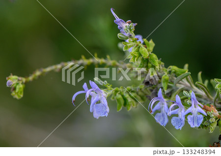 Delicate purple flowers sway gently in a verdant landscape during midday Delicate purple flowers sway gently in a verdant landscape during midday 133248394