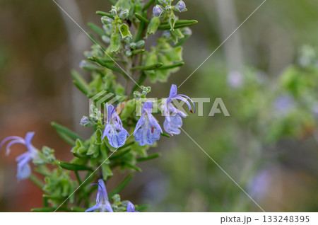 Lush rosemary plant showcases delicate blue flowers in a serene natural setting during the golden hour Lush rosemary plant showcases delicate blue flowers in a serene natural setting during the golden hour 133248395