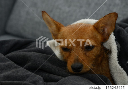 Cozy dog enjoying a warm blanket while relaxing on a soft couch in a quiet room 133248425