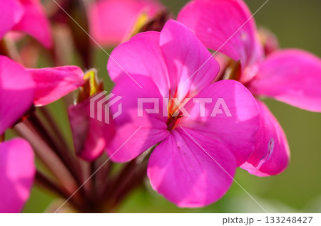 Bright pink flowers bloom vibrantly in a sunlit garden setting during a warm afternoon 133248427