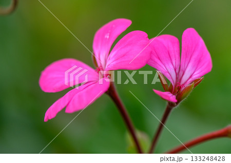 Vibrant pink flowers bloom in lush green garden under warm sunlight during a peaceful afternoon 133248428