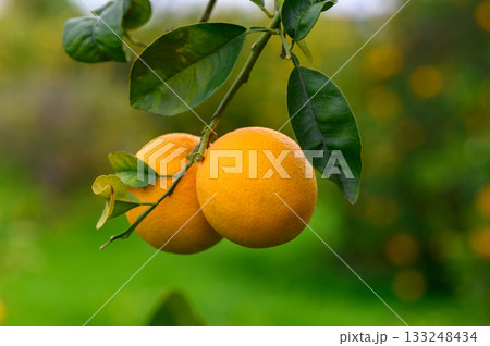 Freshly harvested oranges hang on a branch against a lush green orchard backdrop during sunny afternoon hours 133248434