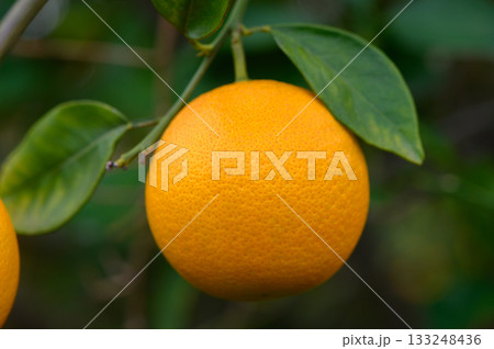 Bright orange fruit hanging from a leafy branch in a lush garden on a sunny day Bright orange fruit hanging from a leafy branch in a lush garden on a sunny day 133248436