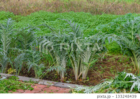 Vibrant organic garden flourishing with artichokes and lush greenery under a serene sky 133248439
