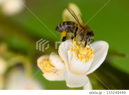Bumblebee pollinating a delicate white flower in a lush garden on a sunny spring day 133248440