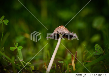 Unique mushroom growing among lush greenery in an enchanting forest setting 133248453