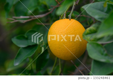 Citrus fruit hangs delicately amidst vibrant green leaves in a tranquil garden during golden hour 133248461
