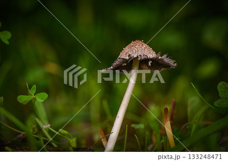 Mushroom rises gracefully amidst green foliage in a lush forest setting Mushroom rises gracefully amidst green foliage in a lush forest setting 133248471