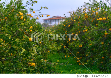Bountiful orange grove under a gentle sky invites harvest joy in a tranquil setting 133248472