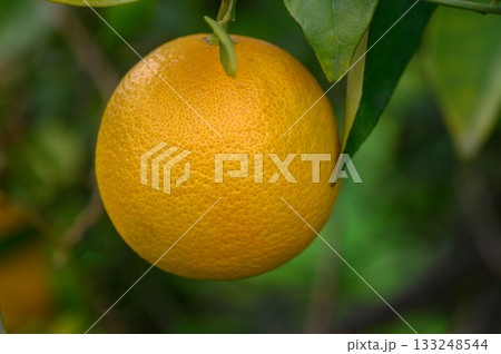 Bright orange fruit hanging from a green leafed branch in a sunny orchard setting Bright orange fruit hanging from a green leafed branch in a sunny orchard setting 133248544