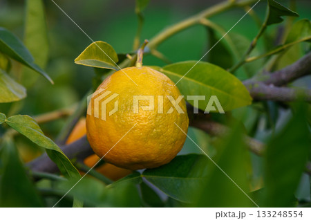 Bright orange fruit hanging from lush green branches in a vibrant orchard 133248554