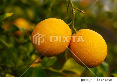 Bright oranges hang from a lush green tree under warm sunlight in a vibrant orchard setting 133248561