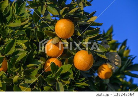 Ripe oranges hanging on a vibrant tree under a clear blue sky during sunny afternoon in nature 133248564