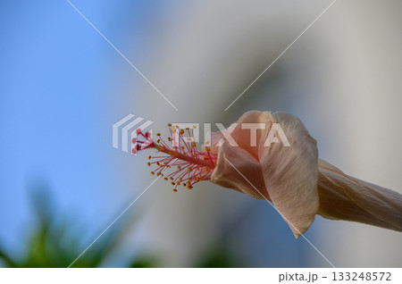 Young Hibiscus Buds Growing in Cyprus Garden 133248572