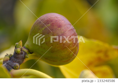 Ripening fig nestled among vibrant green leaves during the warm days of late summer 133248586