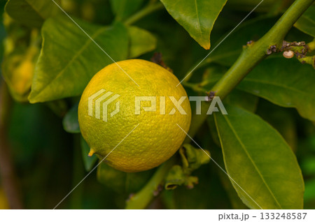Lush green branch adorned with ripening citrus fruit in a vibrant garden setting 133248587