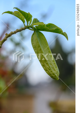 Green pod hanging from a slender branch in a serene garden setting during midday with gentle blue skies 133248603