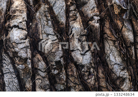 Textures of ancient bark reveal nature's intricate patterns in an enchanted forest 133248634