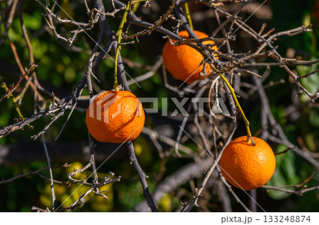 Bright oranges hanging from branches under a clear blue sky in a serene orchard setting 133248874