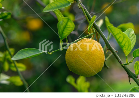 Bright yellow citrus fruit hangs from a vibrant green tree branch during the sunny afternoon 133248880