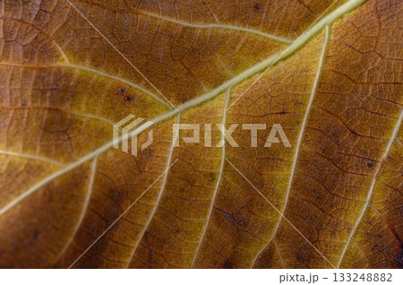 Intricate patterns of a dried leaf revealing nature artistry in the warm light of autumn Intricate patterns of a dried leaf revealing nature artistry in the warm light of autumn 133248882