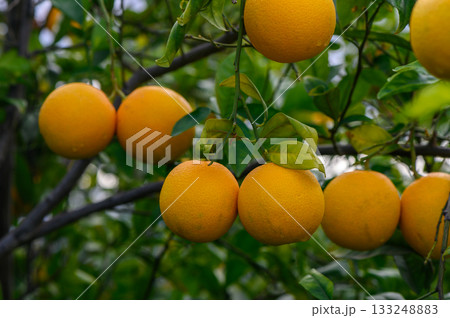 Harvesting ripe oranges under the sun in a lush orchard filled with vibrant greenery 133248883