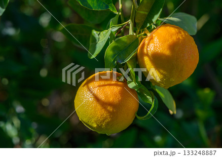 Bright citrus fruit hangs from the lush green branches under warm sunlight in a vibrant orchard 133248887
