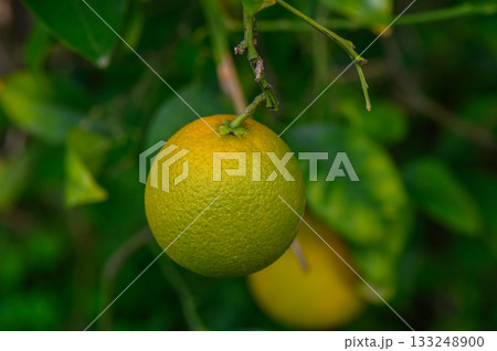 Vibrant orange fruit hanging from a branch in a lush garden during a sunny afternoon Vibrant orange fruit hanging from a branch in a lush garden during a sunny afternoon 133248900