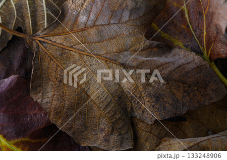 Autumn leaves scattered on the ground create a tapestry of earthy tones and textures in nature artistry 133248906