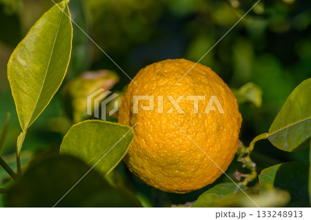 Ripening citrus fruit glows under sunlight in a lush green garden setting 133248913