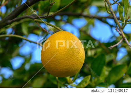Bright yellow citrus fruit hangs from lush green tree branches under a clear blue sky 133248917