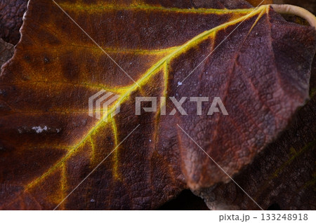 Close-up of autumn leaves revealing intricate patterns of nature beauty in vibrant hues 133248918