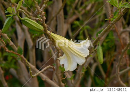 Blooming white trumpet flower amidst vibrant green foliage in a serene garden setting Blooming white trumpet flower amidst vibrant green foliage in a serene garden setting 133248931