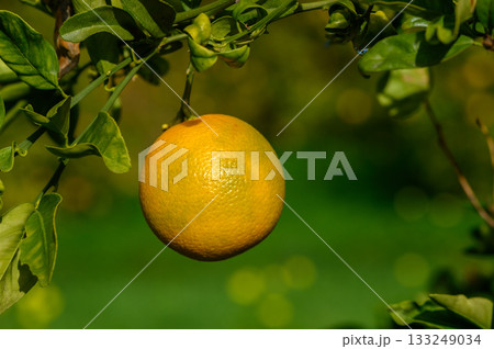 Vibrant orange ripens under the sun among lush green leaves in a tranquil orchard Vibrant orange ripens under the sun among lush green leaves in a tranquil orchard 133249034