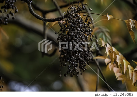 ヤマハゼ（山黄櫨）の熟した実 133249092