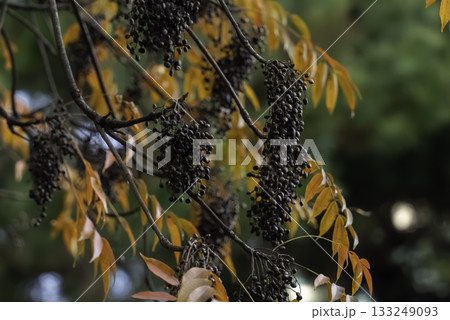 ヤマハゼ(山黄櫨)の熟した実 ヤマハゼ(山黄櫨)の熟した実 133249093