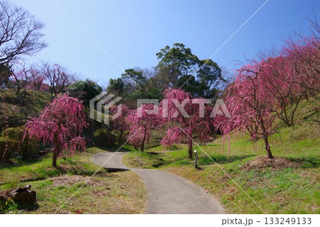 兵庫県南あわじ市　広田梅林ふれあい公園 133249133