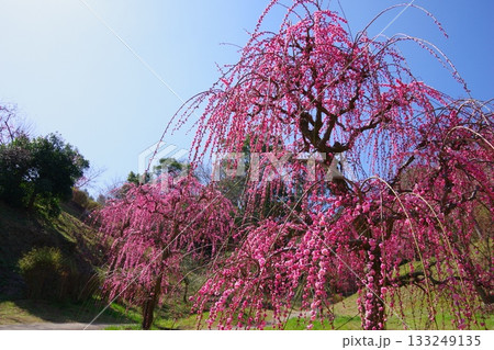 兵庫県南あわじ市　広田梅林ふれあい公園 133249135